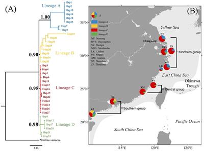 Phylogeographical analysis of Nerita yoldii revealed its geographical distribution pattern and drivers of population divergence in the Northwestern Pacific region